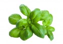 basilico