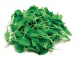 ins-novella-1-600x491