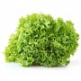 insalata-gentile-600x600