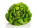 li_2019-lettuce