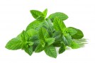 menta-piperita-semi-bio-salento