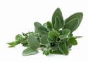 salvia_foglia_larga